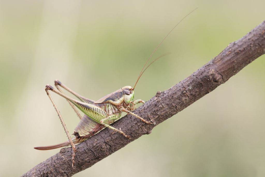 Eupholidoptera o Polidoptera?